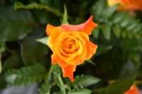 das zu löschende Bild